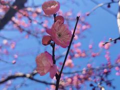 -南京古林公园