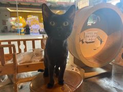 -more than meow吴止猫主题餐厅(承德 中船汇店)