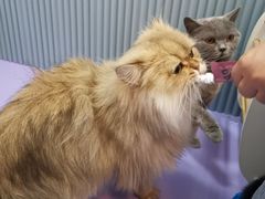 -1013 PET SHOP 宠物商店(近铁城市广场店)