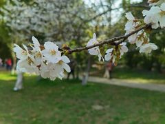 -上海共青森林公园