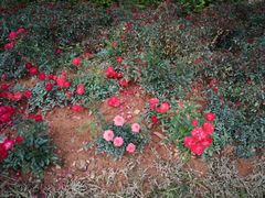 -人民公园(罗湖区)