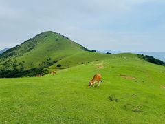 -大姆山草场
