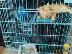 -胡椒猪肚汤(康王店)