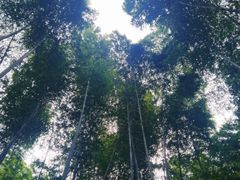 -上海佘山国家森林公园天马山园