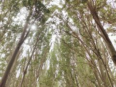 -艾提尕尔清真寺