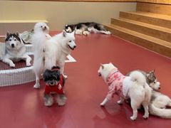 -和它·交个朋友·狗咖猫咖(爱琴海店)