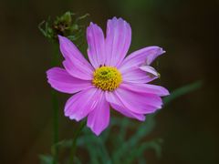 -上海吴淞炮台湾国家湿地公园