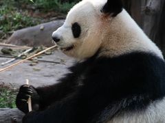 -广州动物园