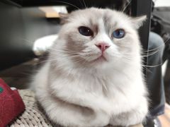 -瞄一喵猫咖(格力海岸店)