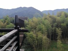 -大唐贡茶院