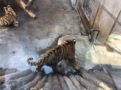 -西安秦岭野生动物园
