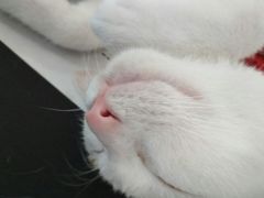 -安安宠医宠物医院·异宠·犬猫内科(岳阳分院)