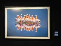 -罗红摄影艺术馆