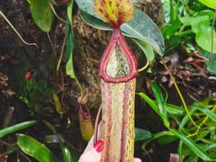 -中国科学院西双版纳热带植物园