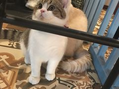 -共舞时光猫咖·狗咖(新街口店)