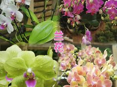 -南山植物园