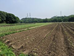 -八卦田遗址公园
