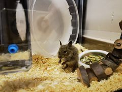 -酷以爬仙阁实体爬宠店·守宫·蜥蜴·专业繁育