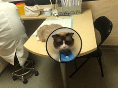 -安安宠医·安宠宠物医院