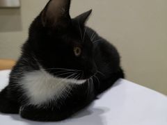 -伟伟宠物医院·瑞派猫友好医院·猫科(光谷店)