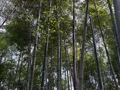 -天花井景区