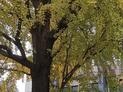 -四川大学(华西校区)