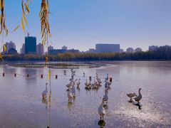 -莲花池公园