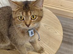 -楼上猫咖(罗湖店)