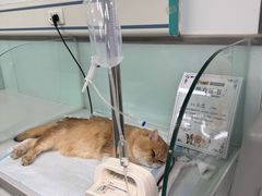 -达爱动物医院·犬猫分区·CT·复杂眼科(远洋山水分院)