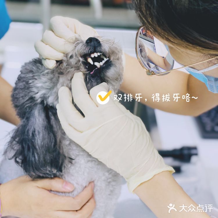 领华宠医·星华宠物医院|医生和环境都非常靠谱的连锁宠物🏥