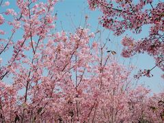 -福建鲤鱼洲酒店