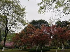 -龙头寺公园