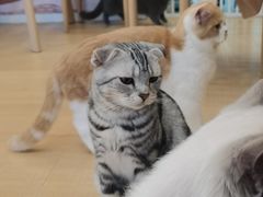 -Let's go狗咖·猫咖·奶狗·桌游(春熙路IFS店)