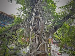 -北京国子监胡同