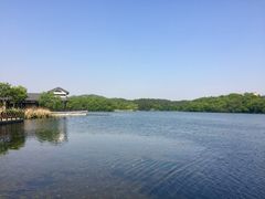 -大塘金香草谷