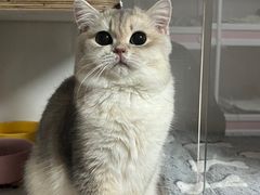 -Bastet sally猫舍购宠(静安店)