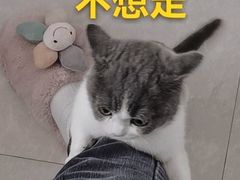 -欣宠猫屋·矮脚拿破仑·蓝金金渐层