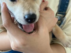 -柴犬小屋·柴餐厅·狗咖食堂(金鼎广场店)