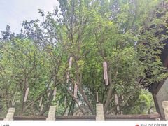 -西安大兴善寺