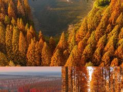 -黄海国家森林公园