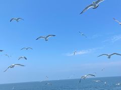 -海驴岛(荣成市)