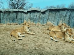 -北京野生动物园