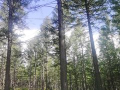 -塞罕坝国家级自然保护区