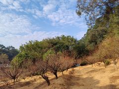 -南国桃园旅游度假区