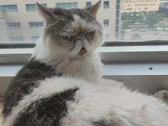 -Cappucimeow猫咪咖啡馆(韦伯时代店)
