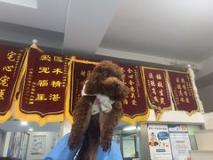 -顺强宠物诊所·狂犬免疫·夜诊·骨科(嘉定店)