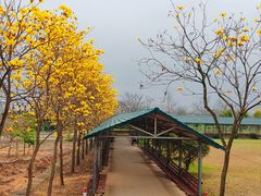 -天适樱花悠乐园