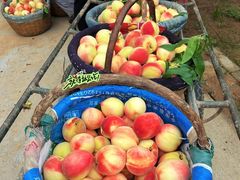 -南汇新场正宗水蜜桃采摘