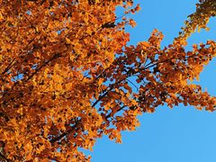 -泰州凤城河风景区-泰山公园