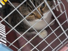 -纳吉亚猫专科动物诊疗中心(蒋宅口分院)